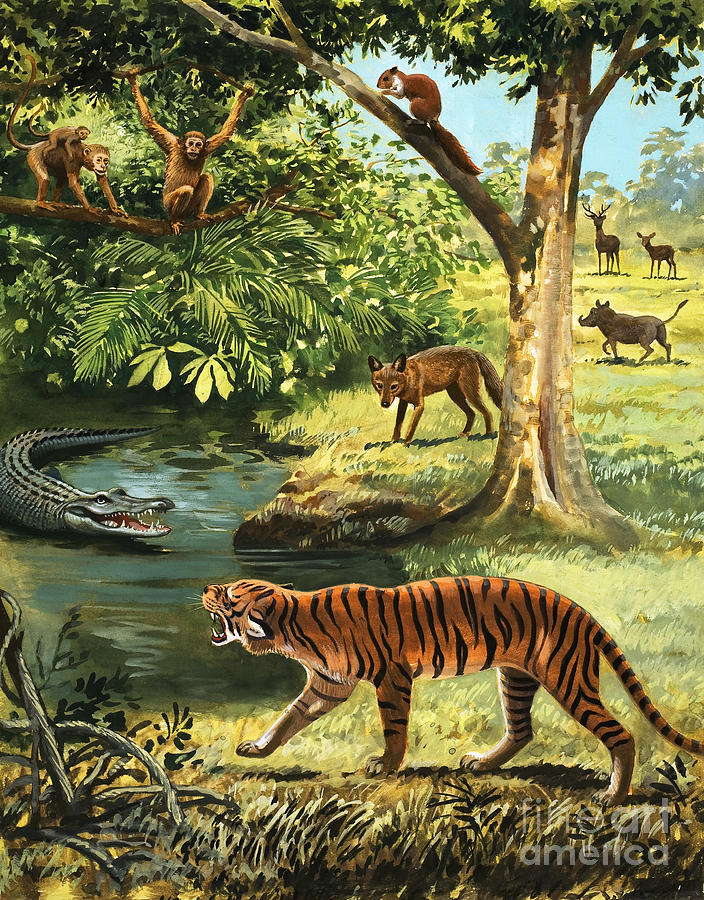 Animals Of India, painting by Arthur Oxenham