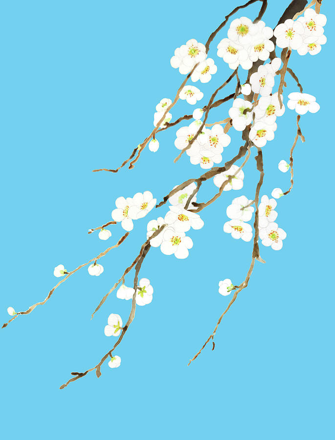 White Plum Flowers Blossom Watercolor In Blue Background, painting by Color Color